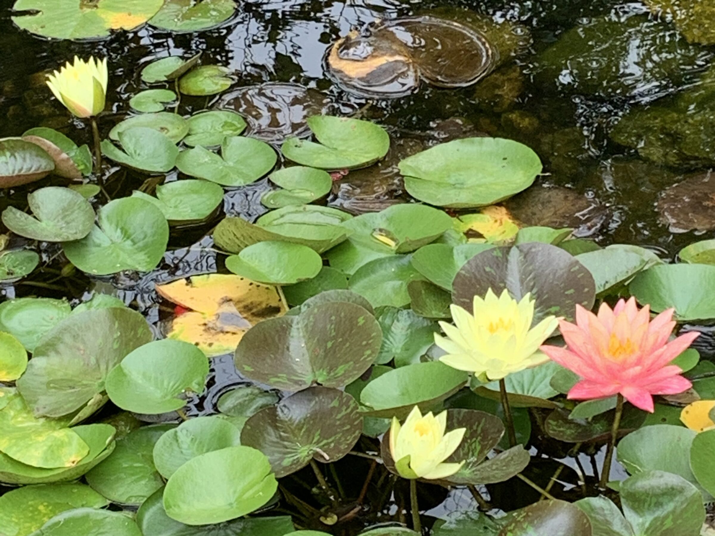 water lilies in pond